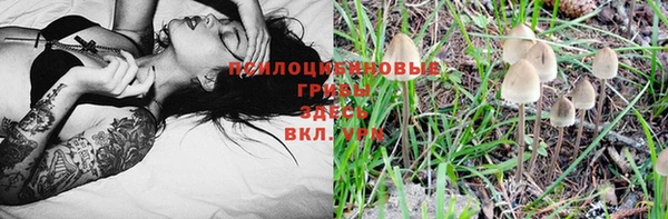 PSILOCYBIN Бронницы